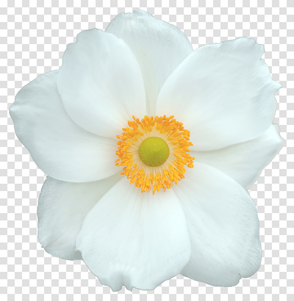 White Flower 1 Free Stock Photo Public Domain Pictures Fundo Flor Branca, Anemone, Plant, Blossom, Rose Transparent Png