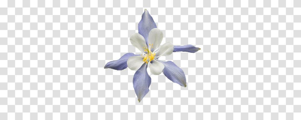 White Flower Nature, Plant, Blossom, Petal Transparent Png