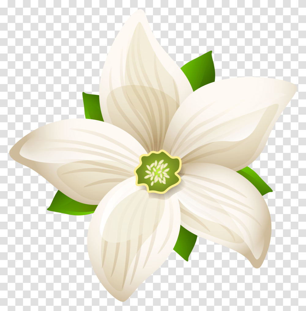 White Flower Art, Plant, Blossom, Petal, Daisy Transparent Png