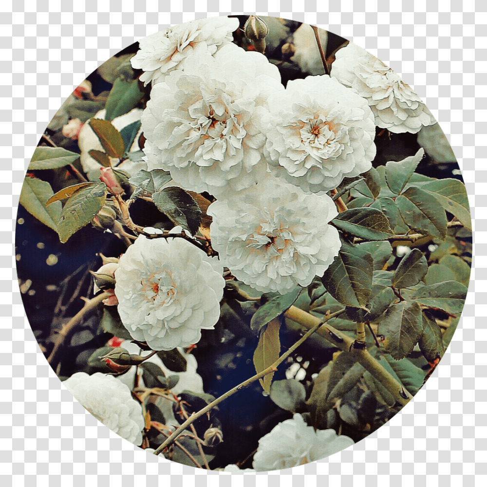 White Flower Circle Aesthetic Background Tumblr Aesthetic Background, Plant, Art, Potted Plant, Vase Transparent Png