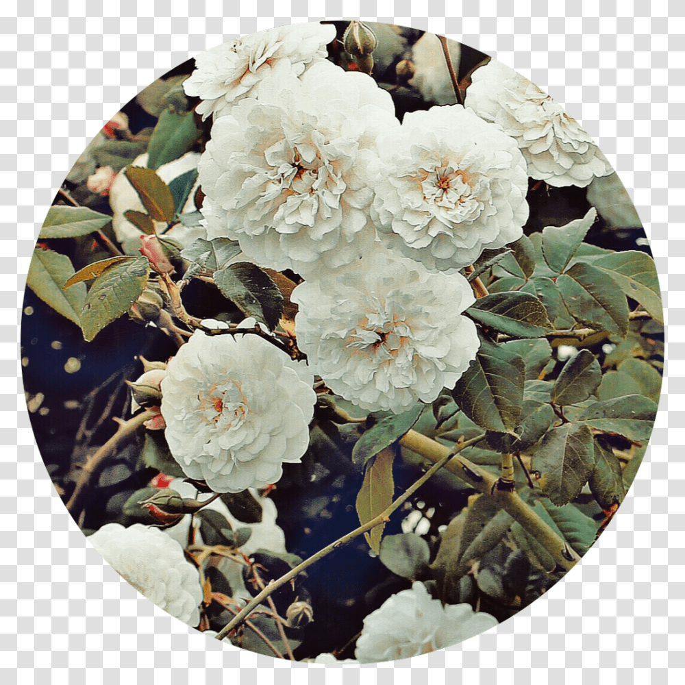 White Flower Circle Aesthetic Background Tumblr, Plant, Blossom, Flower Arrangement, Fisheye Transparent Png