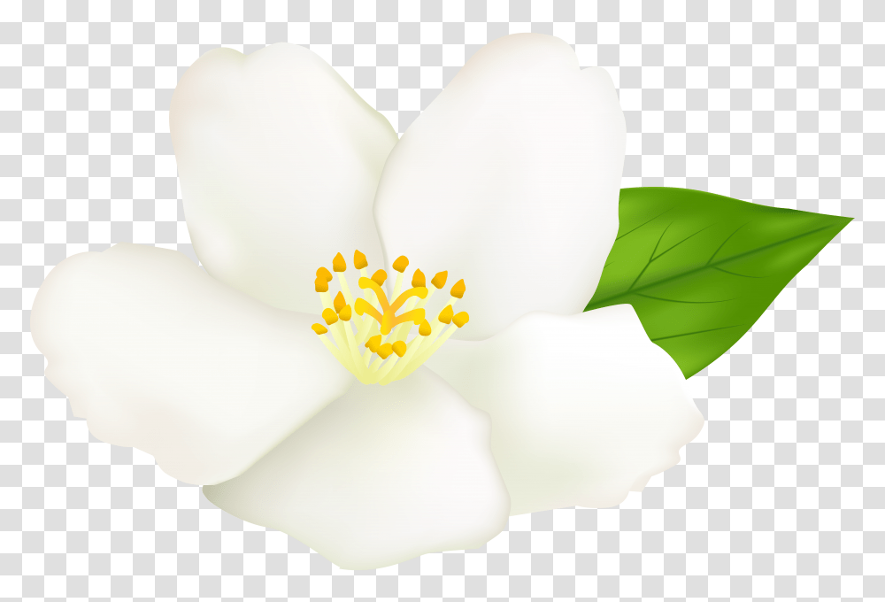 White Flower Clip, Plant, Pollen, Blossom, Petal Transparent Png