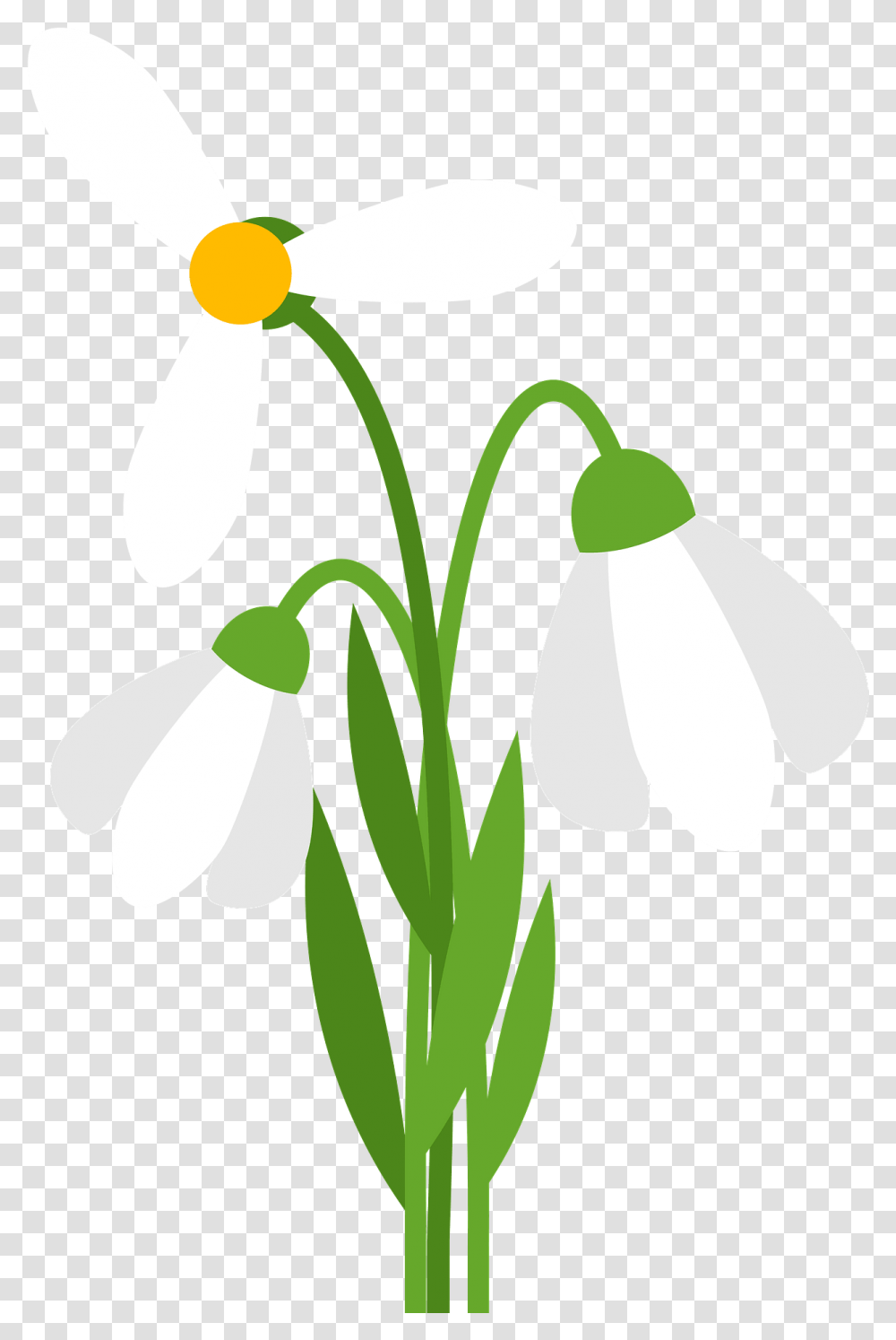 White Flower Clipart Illustration, Plant, Amaryllidaceae, Blossom, Petal Transparent Png