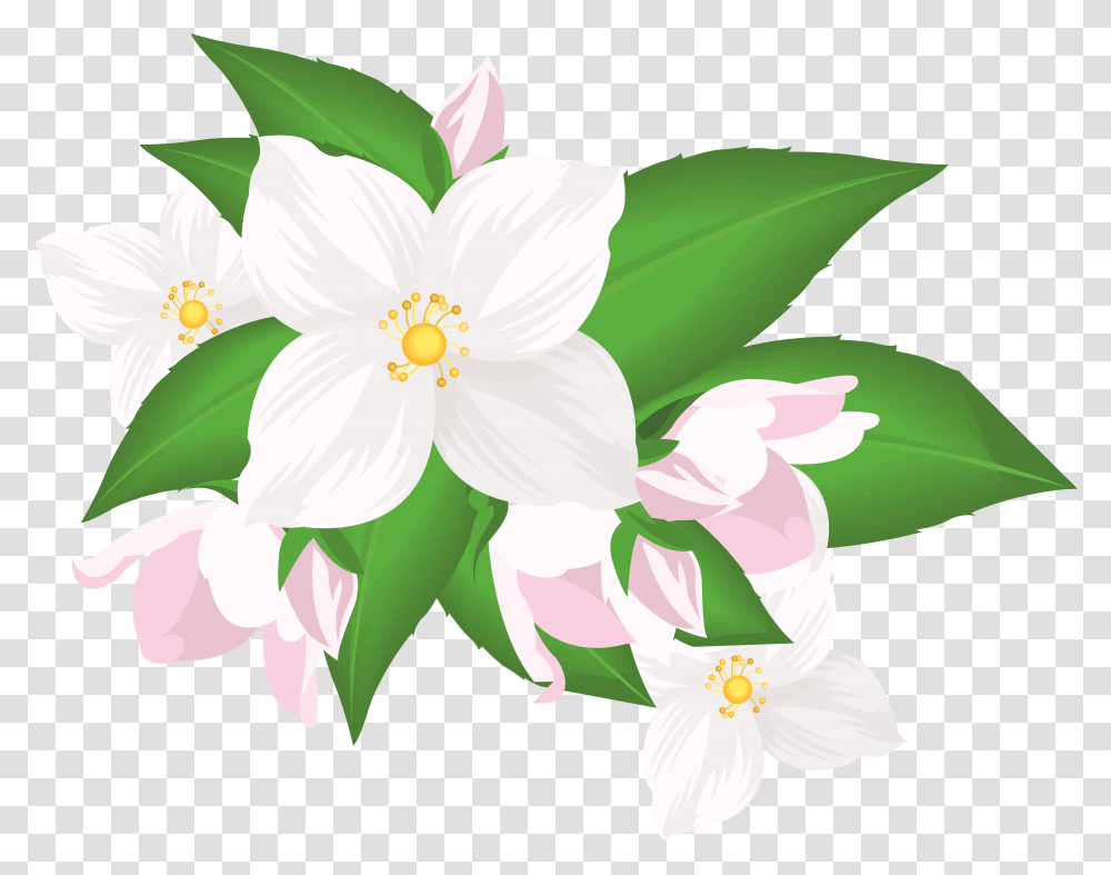 White Flower Clipart Jasmine, Plant, Blossom, Petal Transparent Png