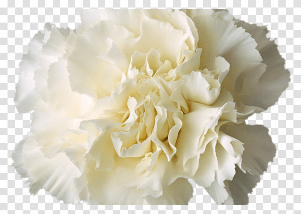 White Flower Crown More Information White Flower Crown Background, Plant, Carnation, Blossom Transparent Png