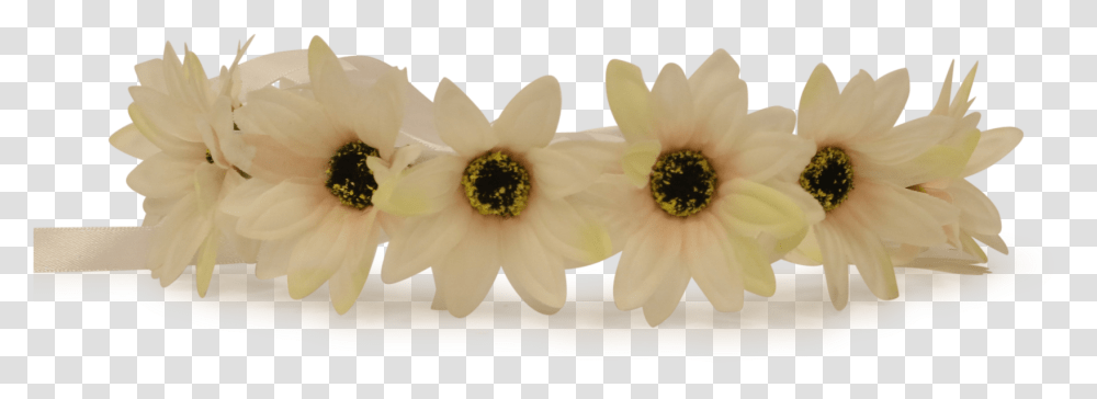 White Flower Crown Portable Network Graphics, Plant, Pollen, Anther, Blossom Transparent Png