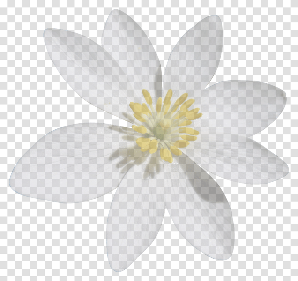 White Flower Cut Out, Plant, Anemone, Pollen, Daisy Transparent Png