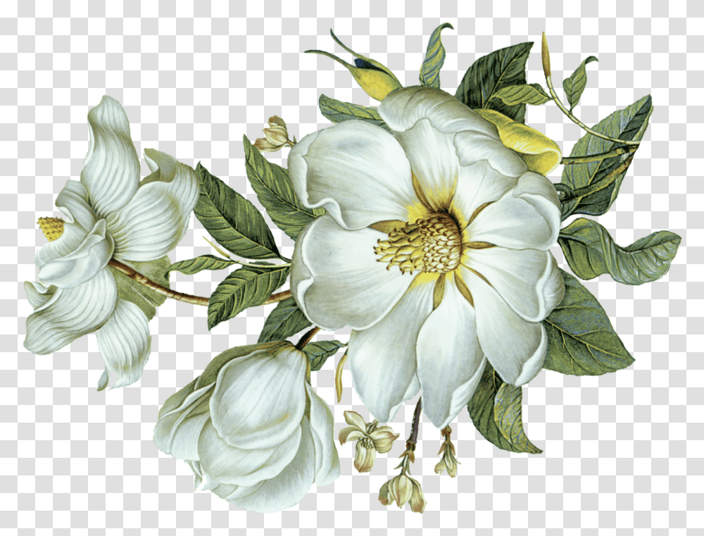 White Flower Flower Green Leaf Hd, Floral Design, Pattern, Graphics, Art Transparent Png