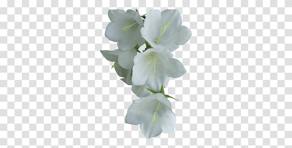 White Flower Flowers White Flower Funeral, Plant, Geranium, Blossom, Pollen Transparent Png