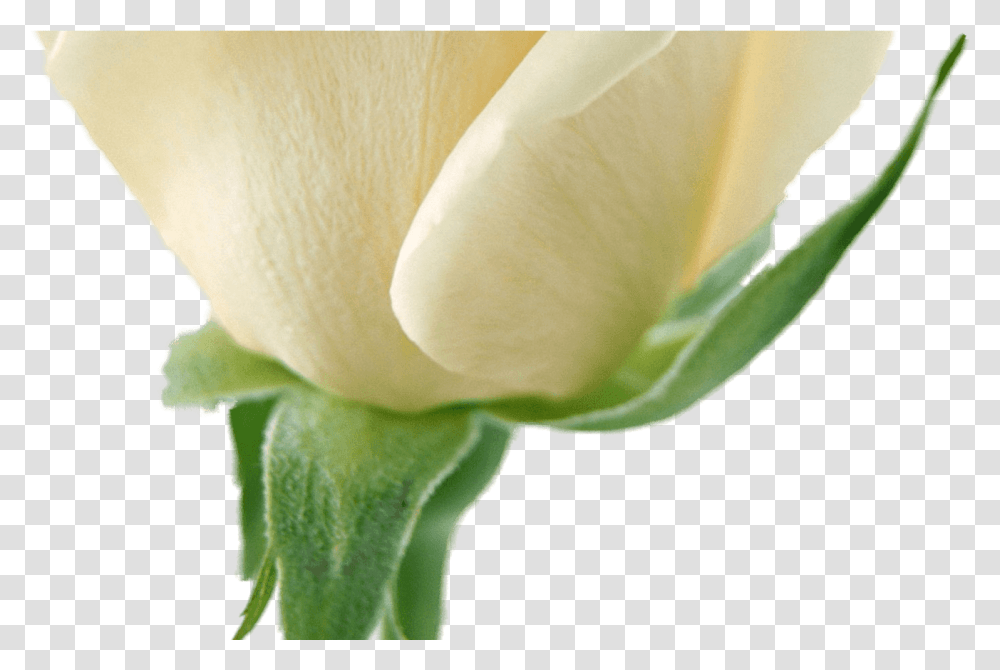 White Flower Garland For Free Download White Rose Hd, Plant, Blossom, Petal, Wasp Transparent Png