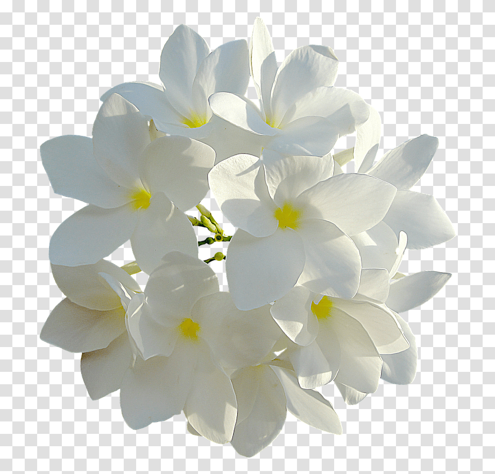 White Flower, Geranium, Plant, Blossom, Petal Transparent Png