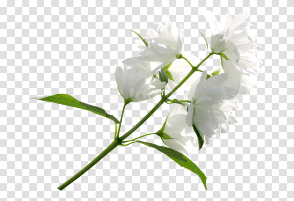 White Flower Images Background Background White Flowers, Plant, Petal, Geranium, Hibiscus Transparent Png
