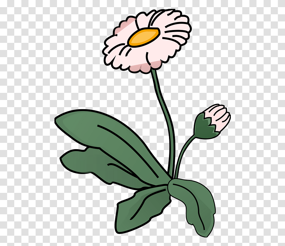 White Flower Lovely, Plant, Blossom, Daisy, Daisies Transparent Png