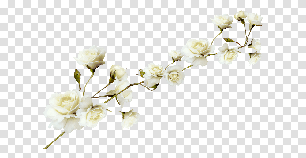 White Flower Pattern White Flower File, Plant, Blossom, Petal, Food Transparent Png