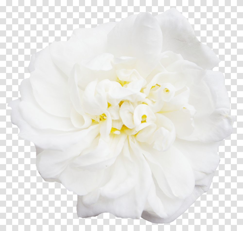 White Flower Peony Japanese Camellia, Dahlia, Plant, Rose, Petal Transparent Png
