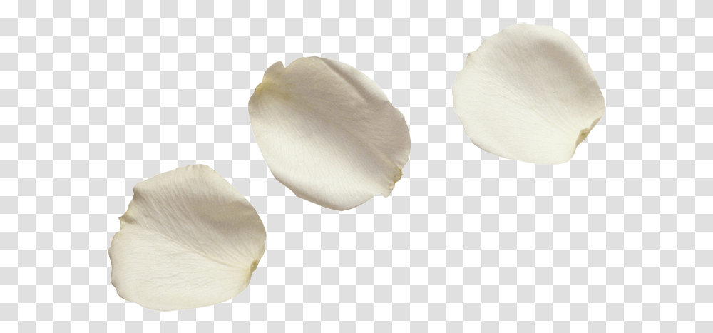 White Flower Petals, Plant, Blossom, Araceae, Fungus Transparent Png