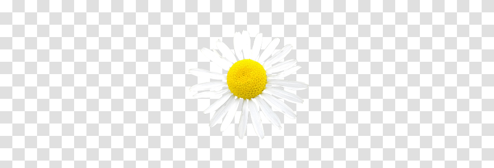 White Flower Photo, Plant, Daisy, Daisies, Blossom Transparent Png