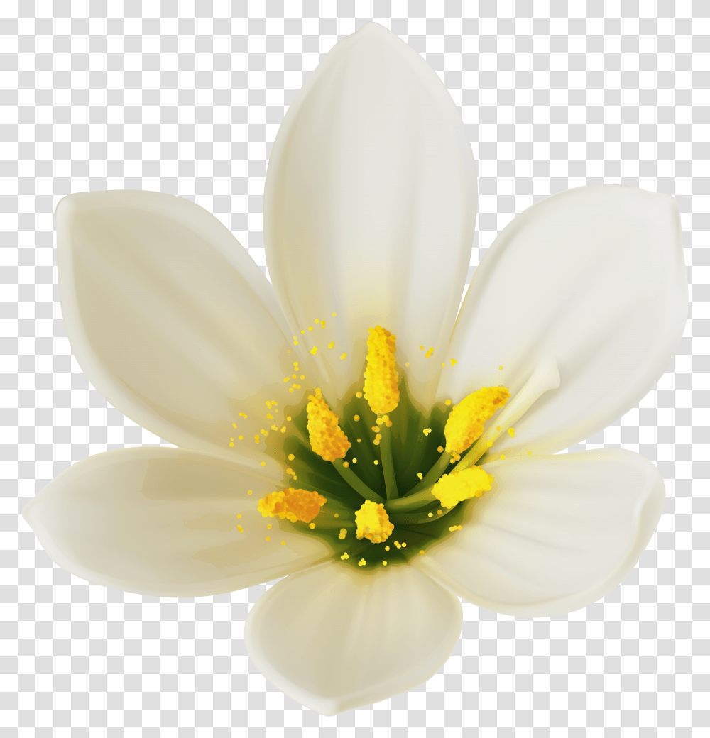 White Flower Picture White Flower Clipart Transparent Png