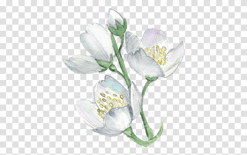 White Flower Plant Illustration Freesia, Blossom, Pollen, Acanthaceae, Hibiscus Transparent Png