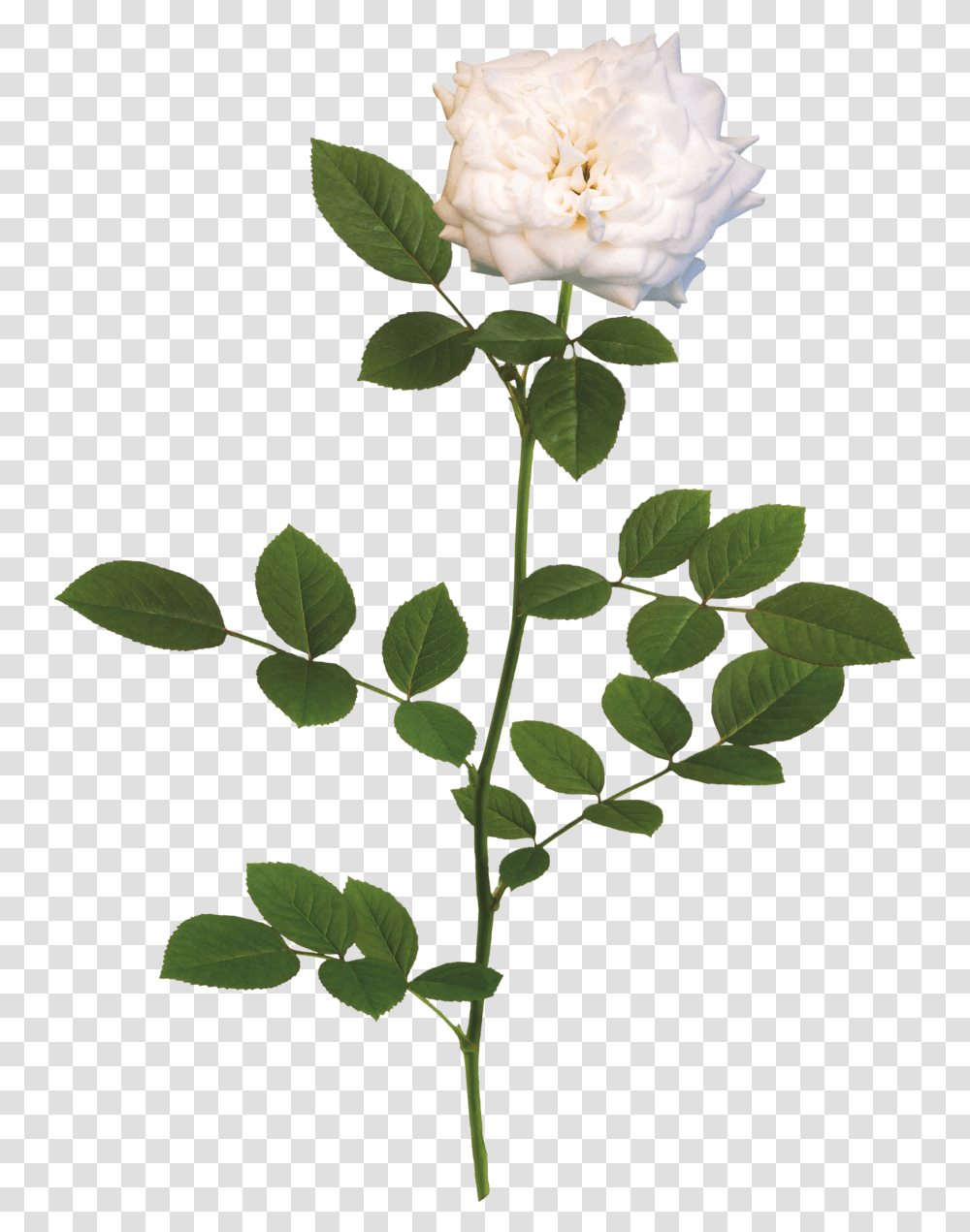 White Flower Rose, Plant, Blossom, Petal, Leaf Transparent Png