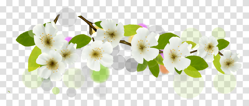 White Flower Vector Free Download, Plant, Blossom, Petal, Anther Transparent Png