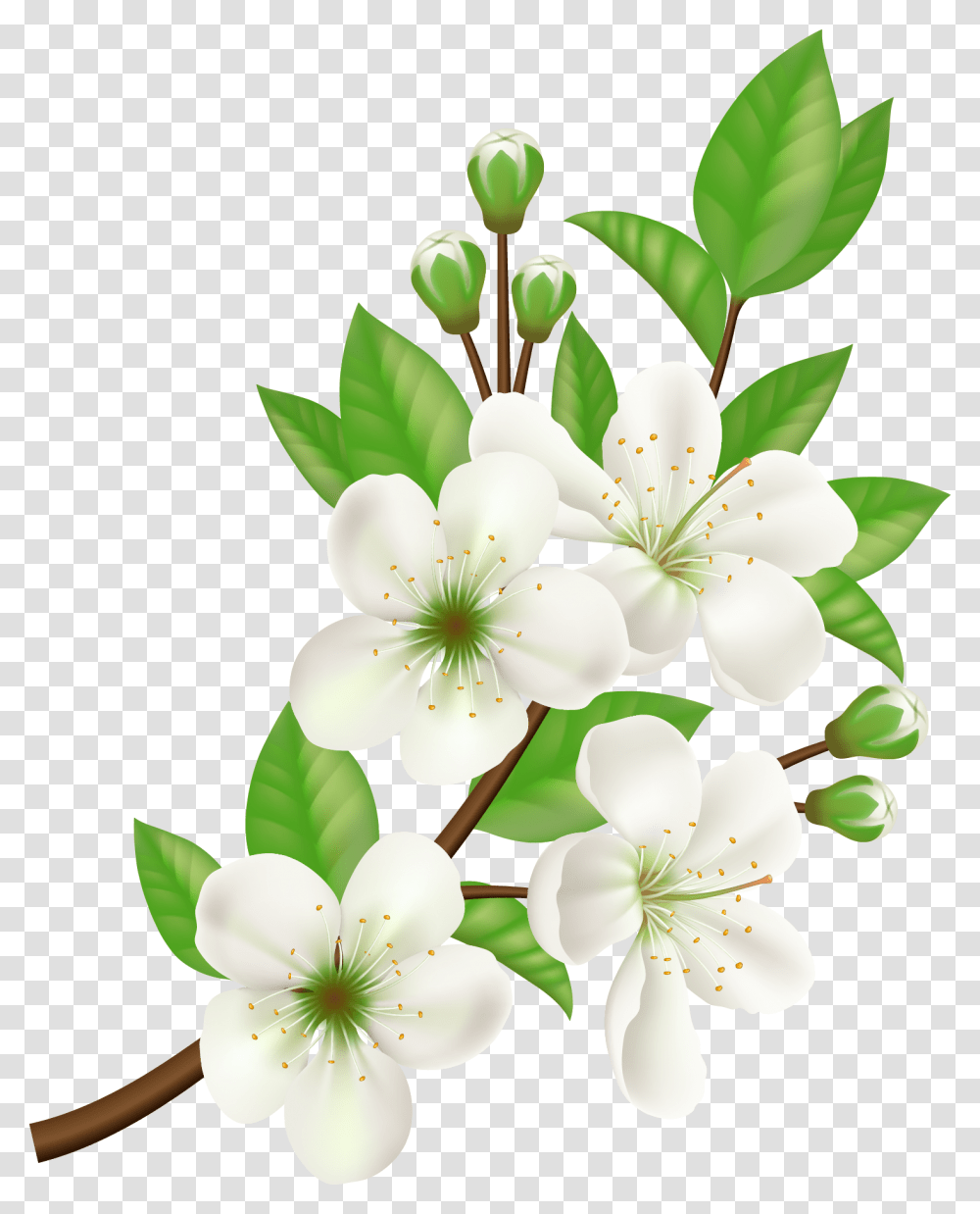 White Flower Vector, Plant, Blossom, Lily, Anther Transparent Png