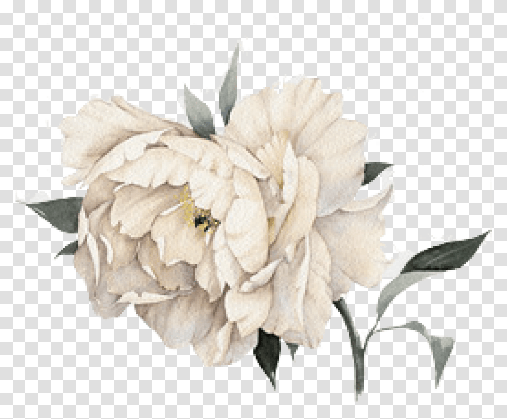 White Flower Watercolor Watercolor White Flower, Plant, Blossom, Carnation, Peony Transparent Png