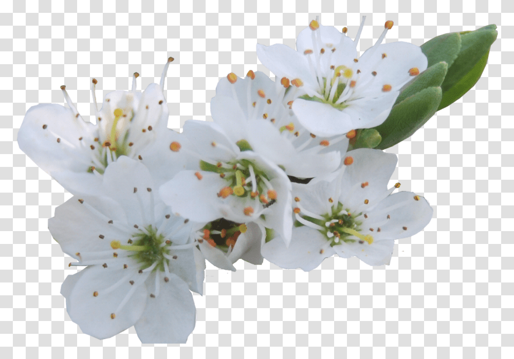 White Flowers Gallery Flower White Cherry Blossom, Plant, Pollen, Text Transparent Png