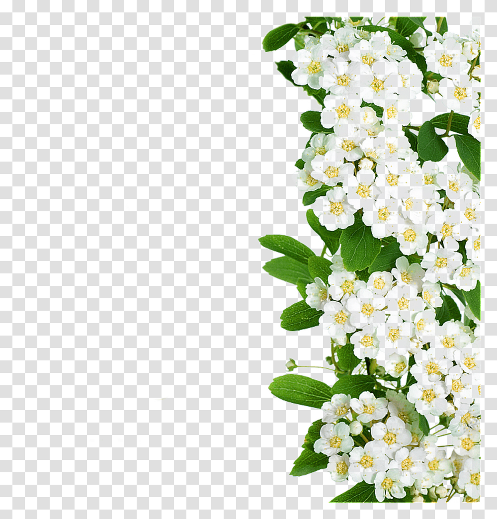 White Flowers Green Leaves White Flower With Long Green Leaves Transparent Png