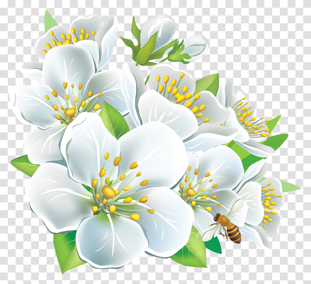 White Flowers Hd, Plant, Blossom Transparent Png