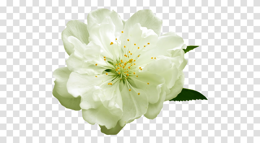 White Flowers Image Yellow Flower Background, Plant, Blossom, Rose, Pollen Transparent Png