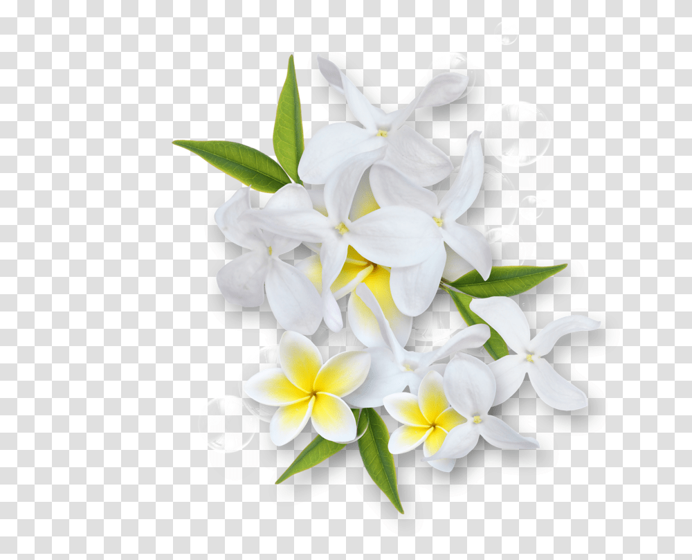 White Flowers Images, Plant, Blossom, Petal Transparent Png