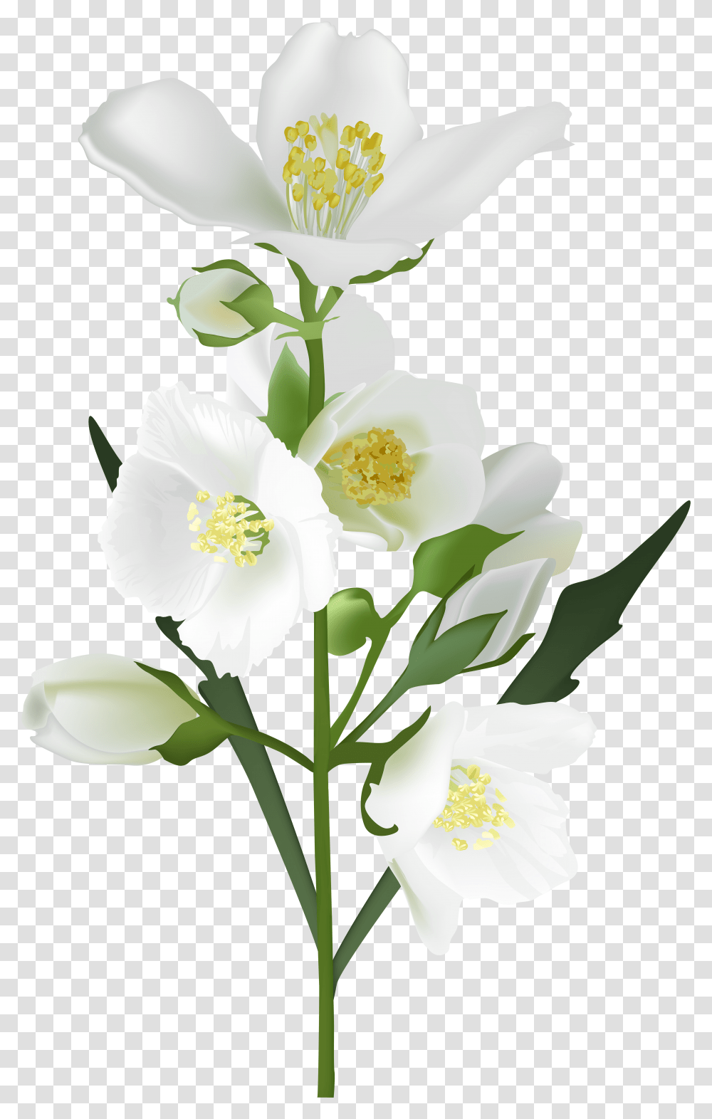 White Flowers Photo Jasmine Flower Background Transparent Png