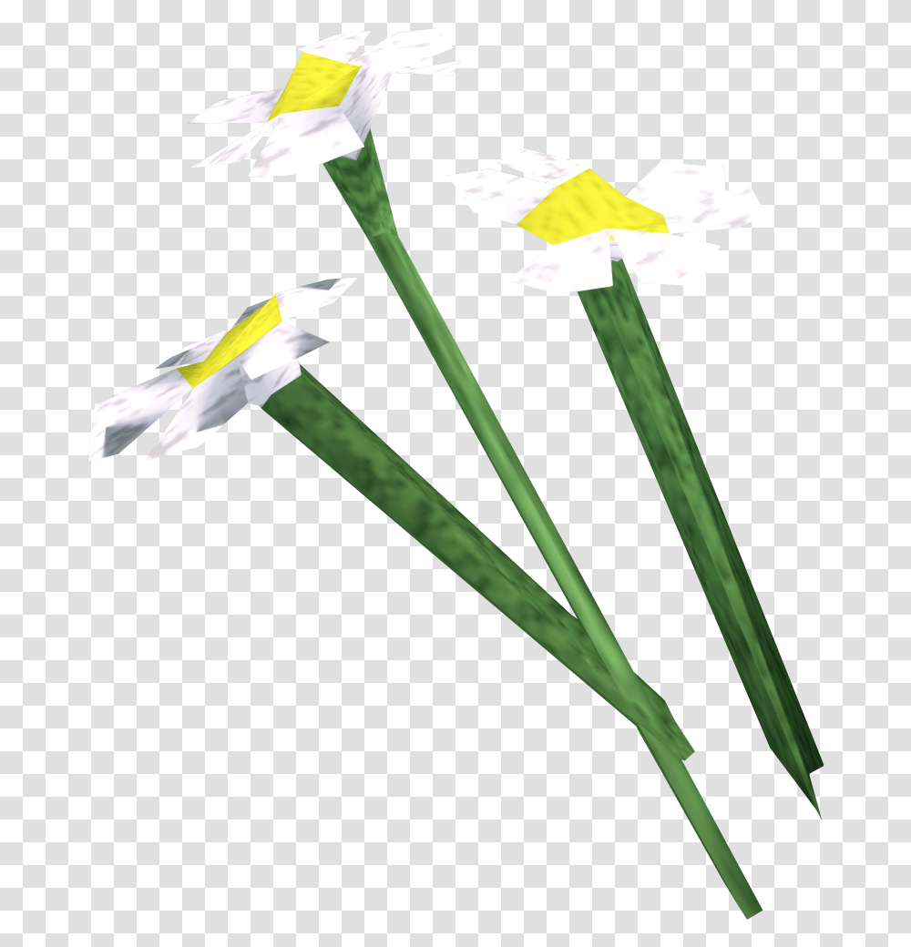 White Flowers Runescape Wiki Fandom Runescape White Flower, Plant, Blossom, Daffodil Transparent Png