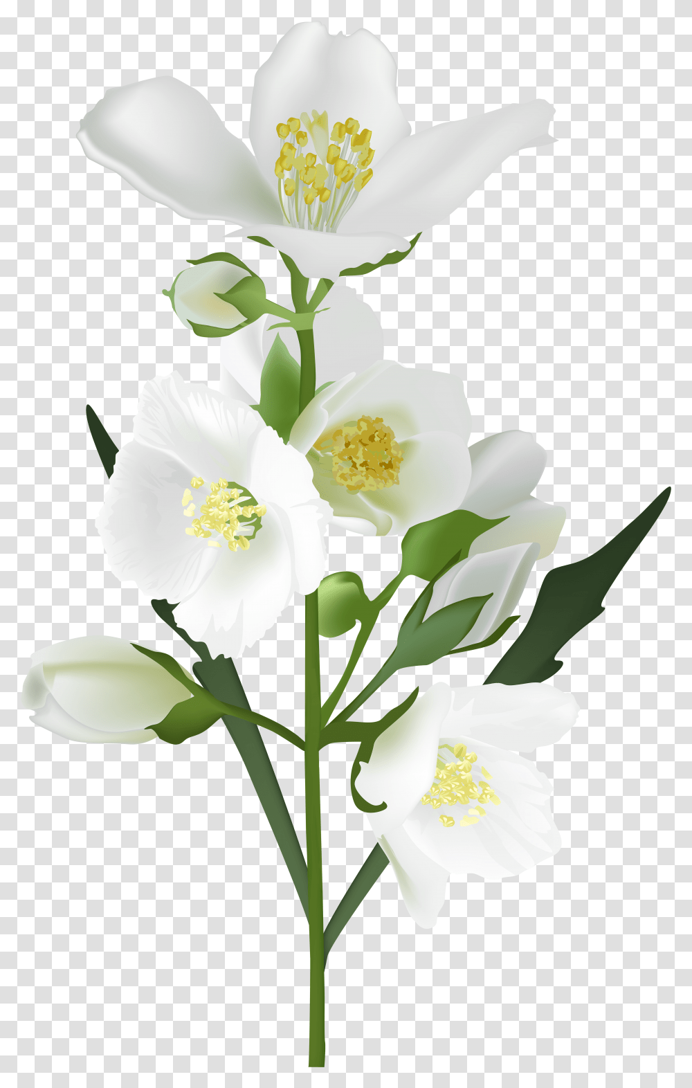 White Flowers & Clipart Free Download Ywd Background Real Flower Transparent Png