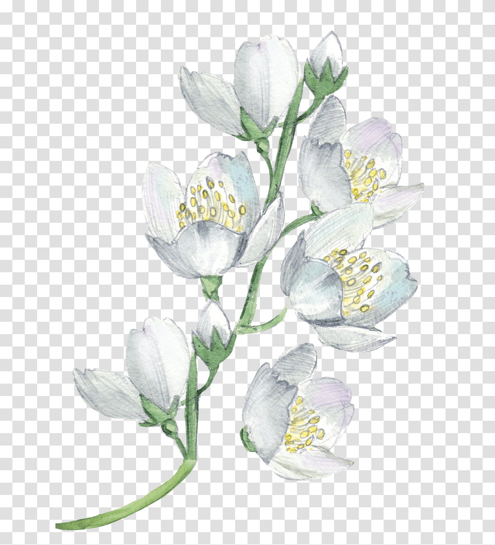 White Flowers Watercolor Painting, Plant, Blossom, Pollen, Amaryllidaceae Transparent Png