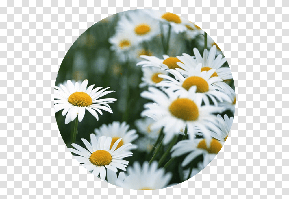 White Flowers We Heart Download Daisy Flower Gif, Plant, Daisies, Blossom Transparent Png