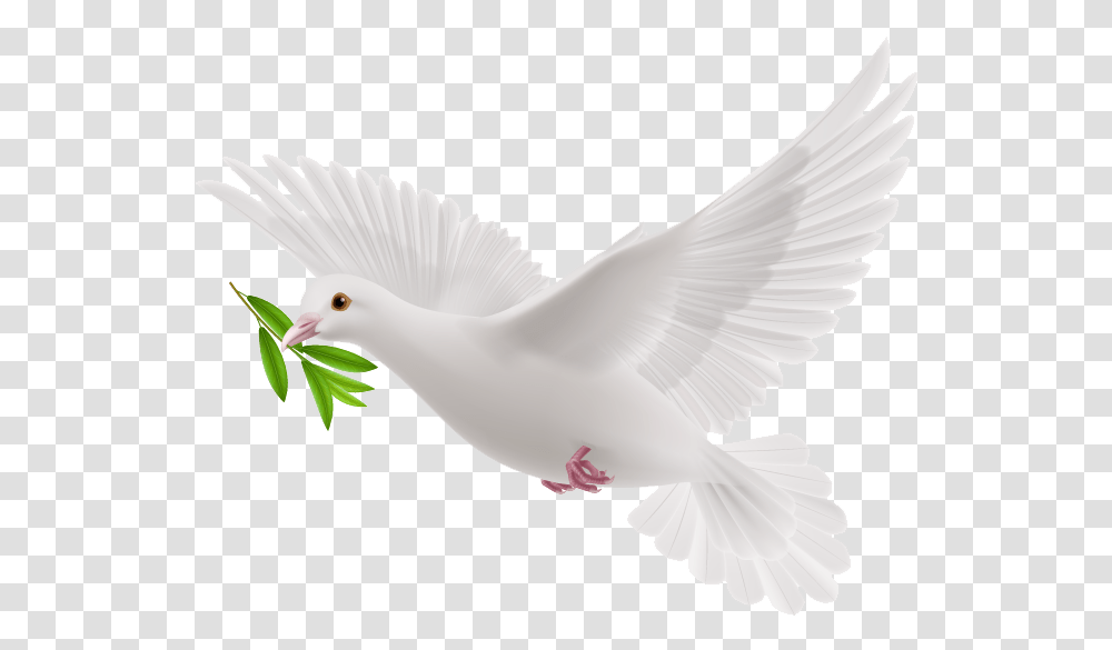 White Flying Pigeon, Bird, Animal, Dove Transparent Png