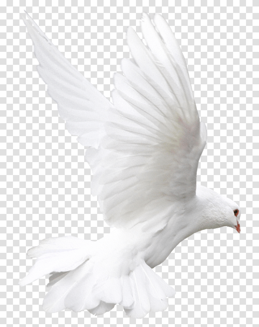 White Flying Pigeon Image Almavision Hispanic Network, Dove, Bird, Animal, Person Transparent Png