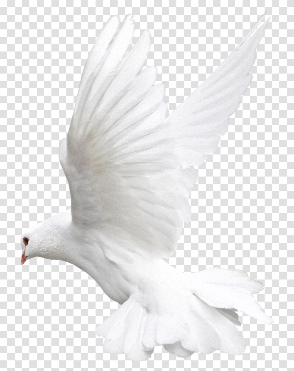 White Flying Pigeon Image Pavuram Images Hd Download, Bird, Animal, Dove, Person Transparent Png