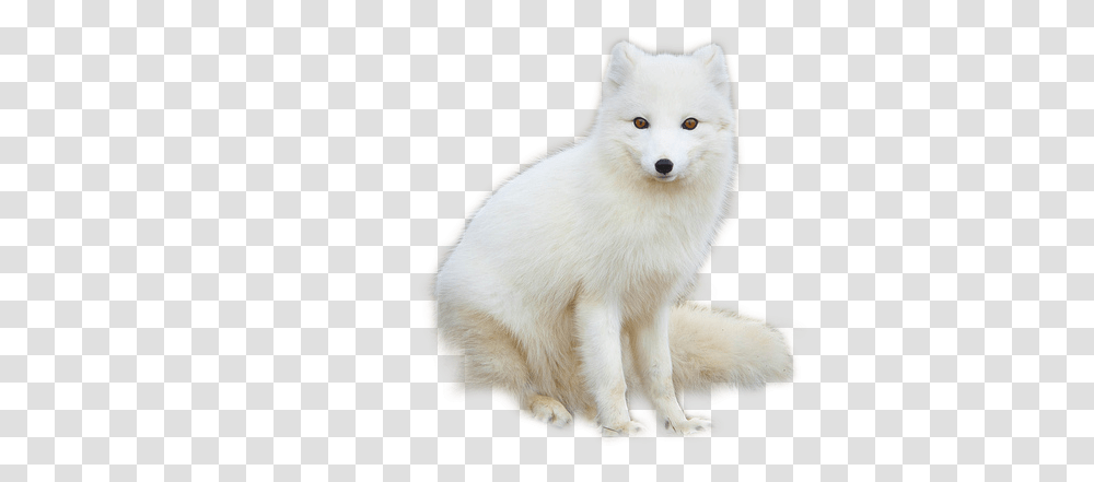 White Fox Image Arctic Fox, Wildlife, Mammal, Animal, Canine Transparent Png