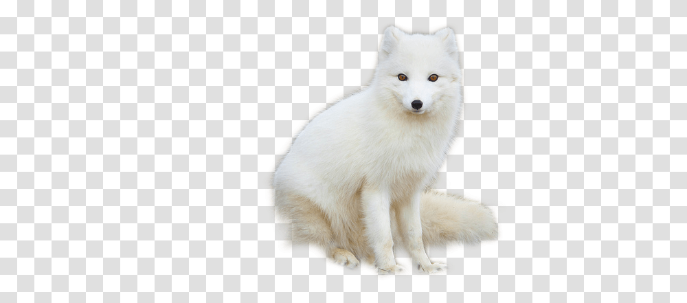 Arctic Fox Png Images For Free Download Pngset Com