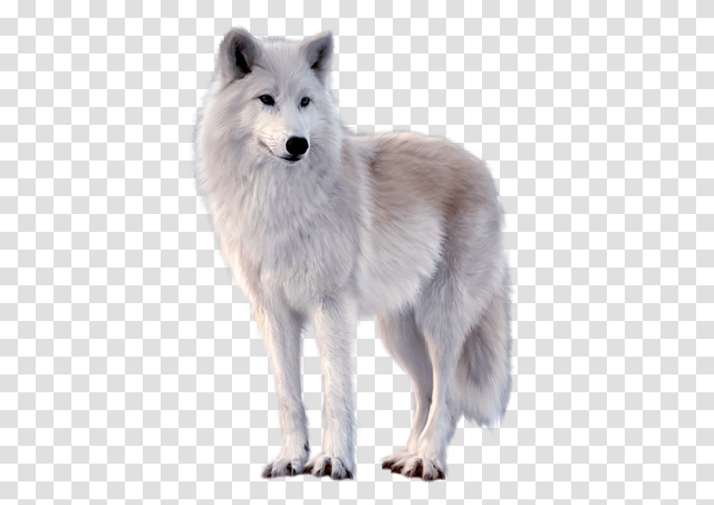 White Fox Image Free Download Searchpng Wolf, Mammal, Animal, Dog, Pet Transparent Png