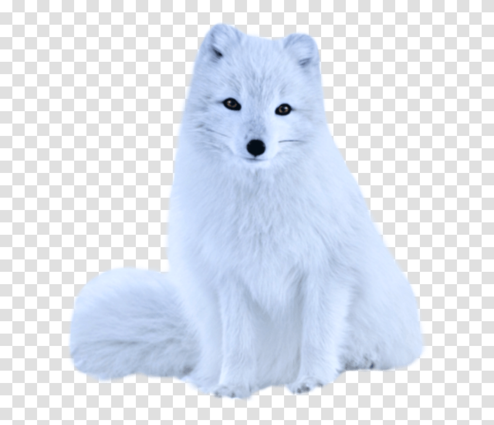 White Fox White Fox, Wildlife, Mammal, Animal, Snowman Transparent Png