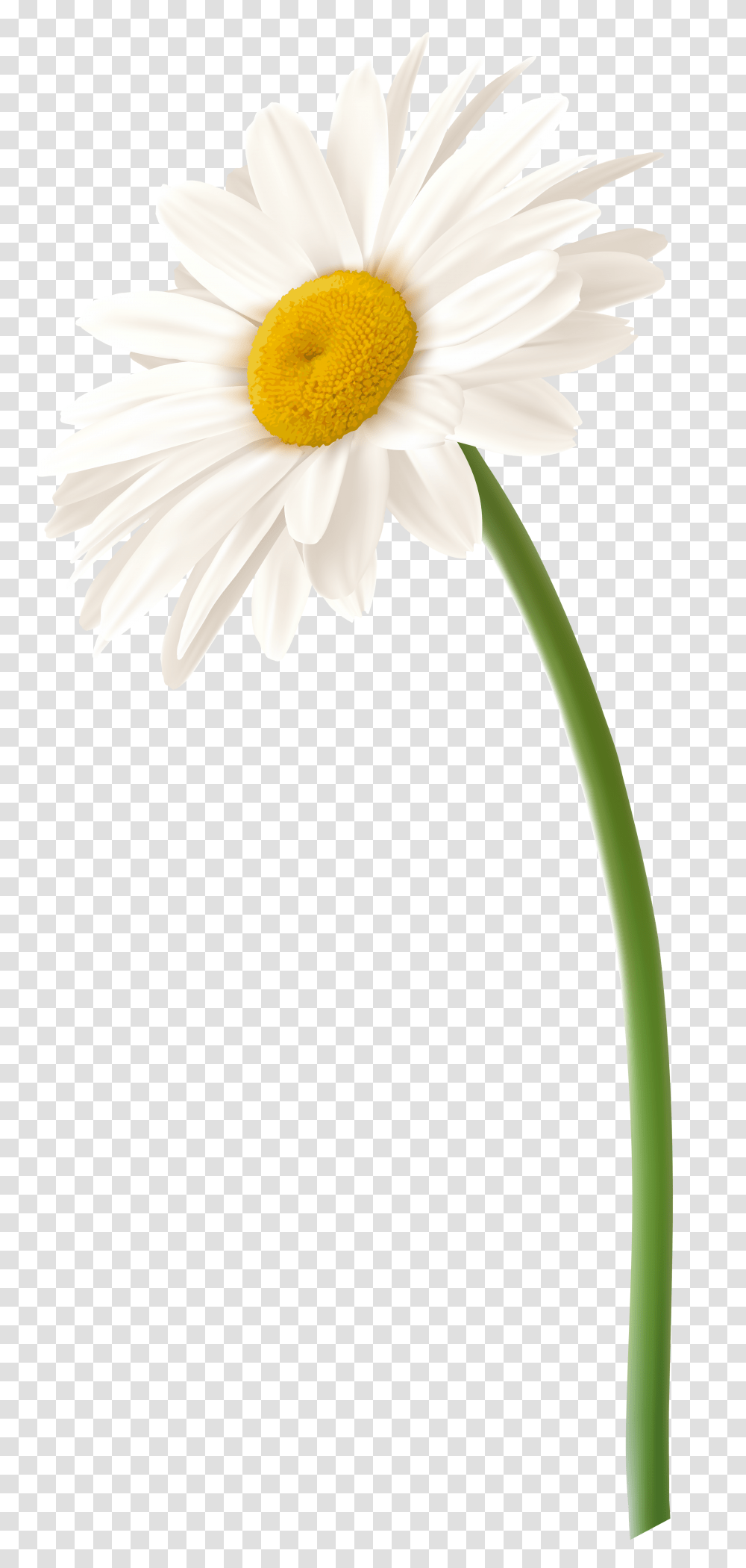 White Gerbera Flower Clip Art, Plant, Daisy, Daisies, Blossom Transparent Png
