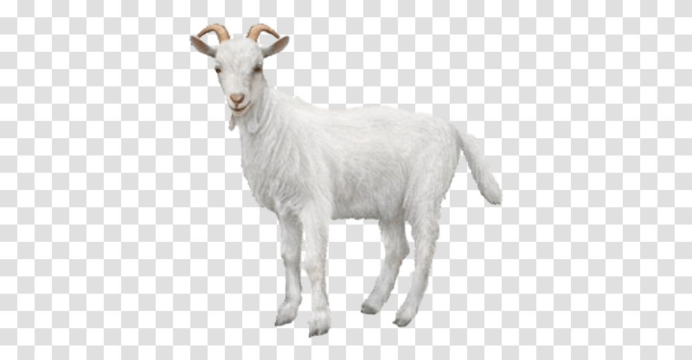 White Goat Background Mart Background Goat, Mammal, Animal, Mountain Goat, Wildlife Transparent Png