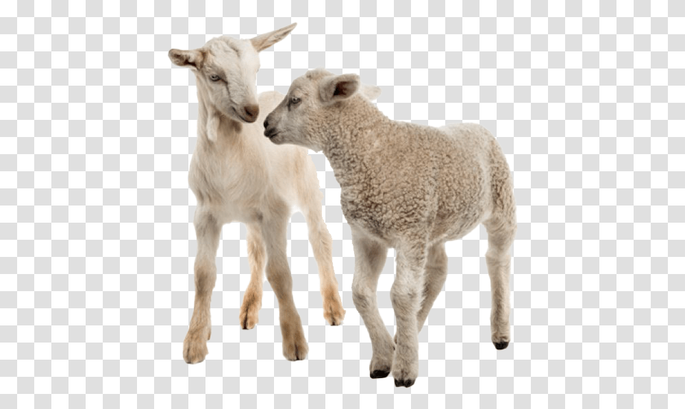 White Goat Clipart Koyun Hastalklar Kitab, Sheep, Mammal, Animal Transparent Png