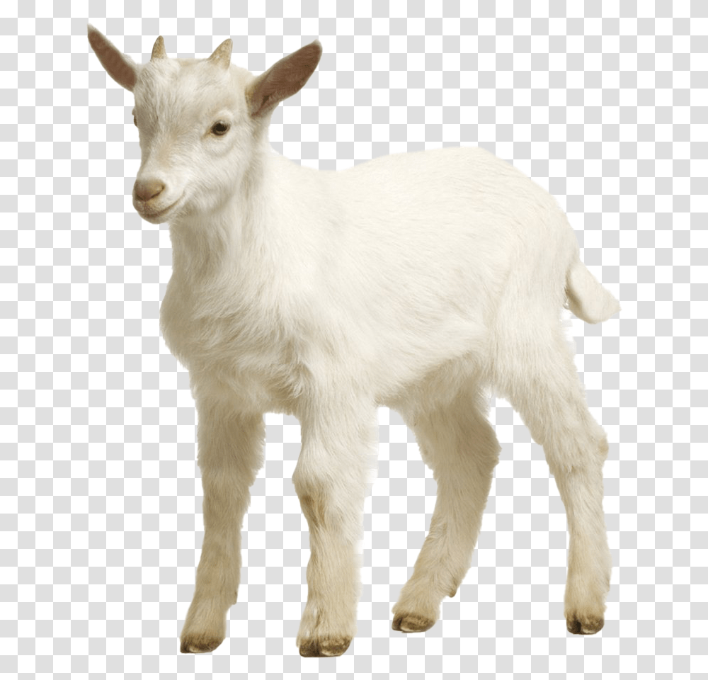 White Goat Picture Goat, Mammal, Animal, Dog, Pet Transparent Png