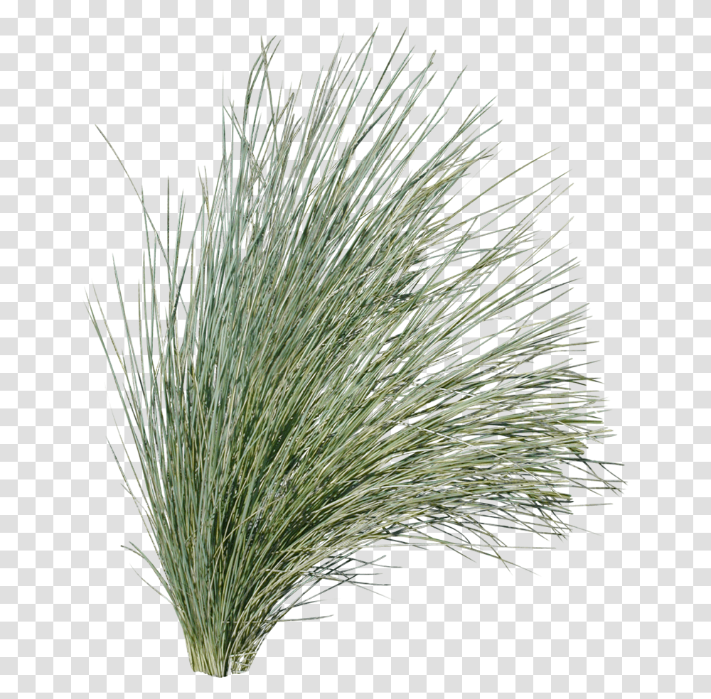White Grass, Plant, Bird, Animal, Tree Transparent Png