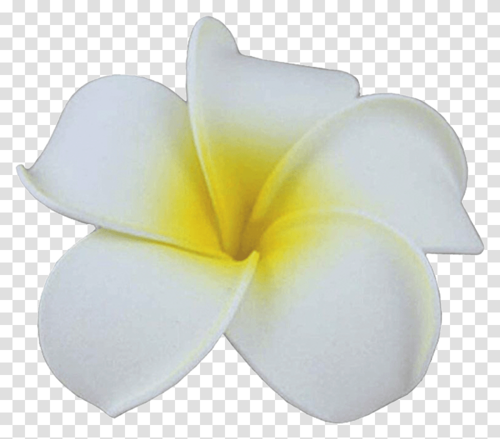 White Hawaiian Hair Flowers Cheap, Petal, Plant, Blossom, Cushion Transparent Png